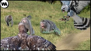 This Is How Two Harpy Eagles Nearly Destroyed an Entire Monkey Island [upl. by Tarazi]