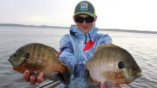 How To Catch GIANT Bluegills in Public Lakes [upl. by Assirahc]