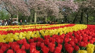 Keukenhof garden 2019 [upl. by Denise]