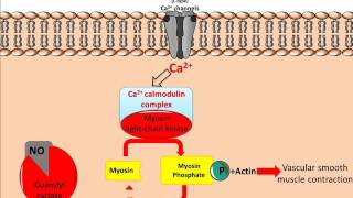 Mechanism of Glyceryl Trinitrate GTN [upl. by Nelleh]