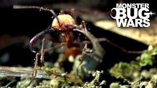 Epic Ant Battles 1  MONSTER BUG WARS [upl. by Chalmers]