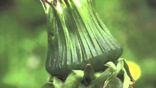 Life cycle of a dandelion [upl. by Macrae]