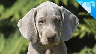 Weimaraner Facts [upl. by Garvy251]