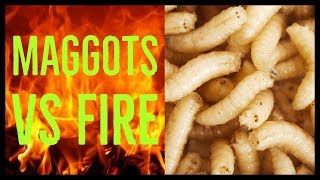 Maggots Burned in Slow Motion [upl. by Notak]