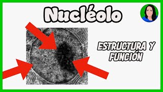 Nucléolo  Célula eucariota Estructura y función [upl. by Michal444]