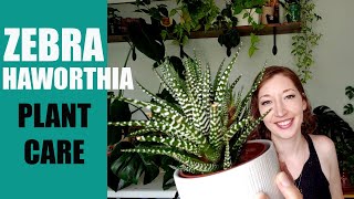 ZEBRA HAWORTHIA PLANT CARE  How to care for a Zebra Haworthia succulent  Haworthiopsis attenuata [upl. by Nina]