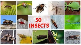 50 Name of Insects in English with pictures [upl. by Kelam662]