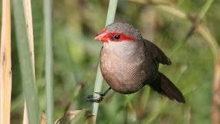 Common Waxbill  Filmed by Greg Morgan [upl. by Pratte]