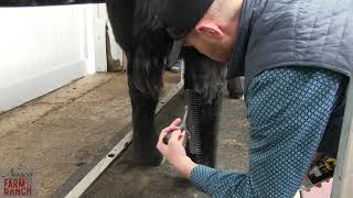 Complete Beef Cattle Fitting Tips from Nasco amp CD Show Cattle [upl. by Evalyn]