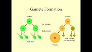 Gametes formation Biology expert [upl. by Arimay]