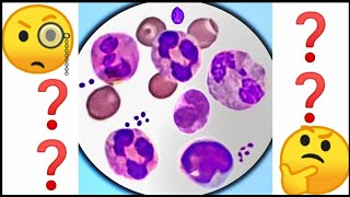 White Blood Cell Identification  WBC practice  under microscope [upl. by Assirralc]