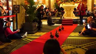 Peabody Ducks  Memphis  November 2019 [upl. by Eiramasil]