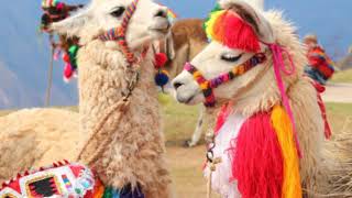 Llamas and Alpacas in Peru [upl. by Anawait]