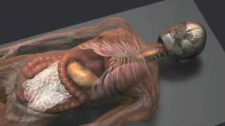 The Mummification Process [upl. by Bartlett]