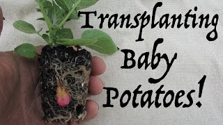 Transplanting Seedling Potato Plants TPS [upl. by Keldah]