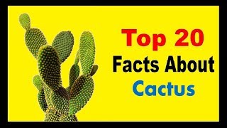 Cactus  Facts [upl. by Nylareg]