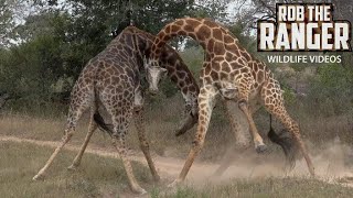 Giraffe Battle  African Safari Sighting [upl. by Ahsimet914]