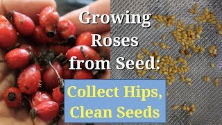 Growing Roses from Seed Collect Hips Clean and Save Seeds [upl. by Ssirk]