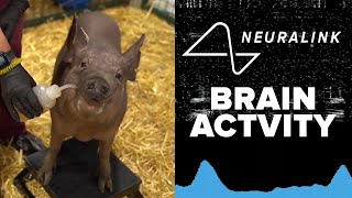 FULL REVEAL Elon Musks Neuralink chip tested live in pig brains [upl. by Fuld]