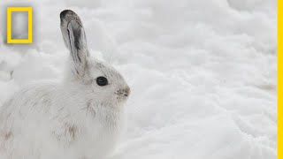 Will Snowshoe Hares Win a Race Between Evolution and Climate Change  National Geographic [upl. by Alarick703]