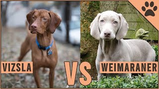 Vizsla vs Weimaraner  Dog Breed Comparison [upl. by Enitsuga]