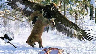 GOLDEN EAGLE  winged raptor that even attacks wolves [upl. by Hendrix]