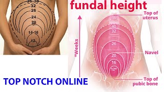 what is fundal height [upl. by Nyrac740]