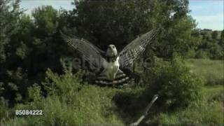 Harpy Eagle Harpia harpyja Info in description [upl. by Liatnahs]