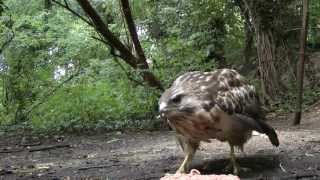 Sound Of A Buzzard Calling [upl. by Mellette]