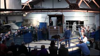 Leyburn Auction Mart [upl. by Gnilsia975]