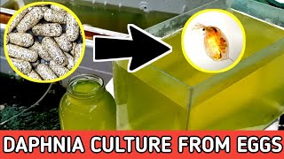 HOW TO HATCH DAPHNIA EGGS  HOW TO CULTURE DAPHNIA [upl. by Airdnola997]