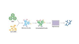 Monoclonal Antibodies and Recombinant Antigens production  contract manufacturing [upl. by Omle]