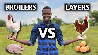 Layers vs Broilers  Which is More Profitable [upl. by Alisun]