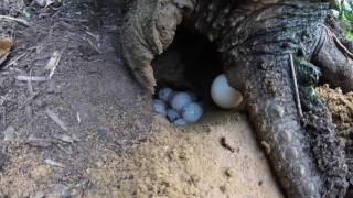 Snapping Turtle Laying Eggs [upl. by Nnylakcaj971]