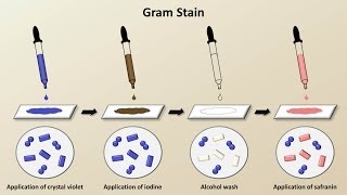 Classification of Bacteria Antibiotics  Lecture 1 [upl. by Carver191]