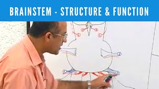 Brainstem  Structure and Function  Neuroanatomy [upl. by Meehyr]