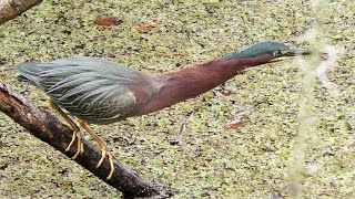 Green Heron Fishing FYV [upl. by Materi]