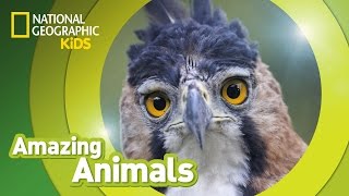 Harpy Eagle  Amazing Animals [upl. by Eohce]