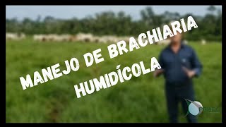 Manejo de BRACHIARIA HUMIDÍCOLA [upl. by Ihcelek]