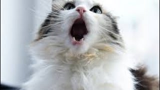 Meowing Purring and Talking Cats – Cats Making Funny Sounds Compilation [upl. by Conlen]