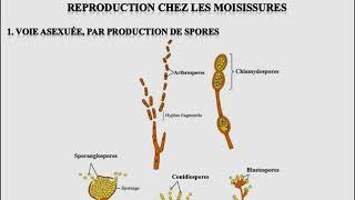 L1SA  Cours de Microbiologie Générale  Mycologie [upl. by Nnodnarb]