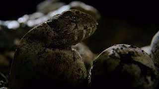 Hatching of Ancient Tuatara Reptiles  Wild New Zealand  BBC Earth [upl. by Inami]