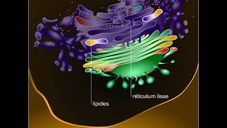 Réticulum endoplasmique [upl. by Adnalra]