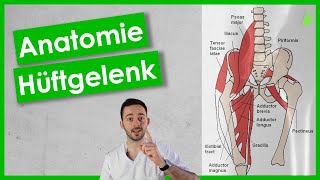 Anatomie Hüftgelenk [upl. by Krigsman]