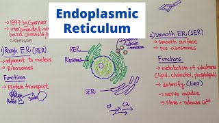 Structure and Function of Endoplasmic Reticulum [upl. by Ehcropal]