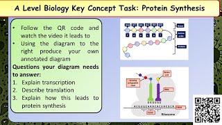 A Level Biology Polypeptide synthesis [upl. by Donahoe]