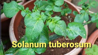 All about solanum tuberosum [upl. by Helban]