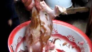 Peruvian guinea pig slaughtering Part 2 [upl. by Anitsirk271]