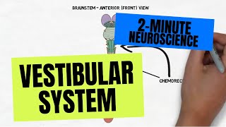 2Minute Neuroscience Vestibular System [upl. by Ayna]