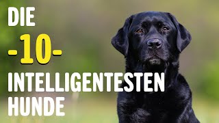 Die 10 INTELLIGENTESTEN Hunde  Welches ist der klügste Hund  Tierwelt [upl. by Annahsad]